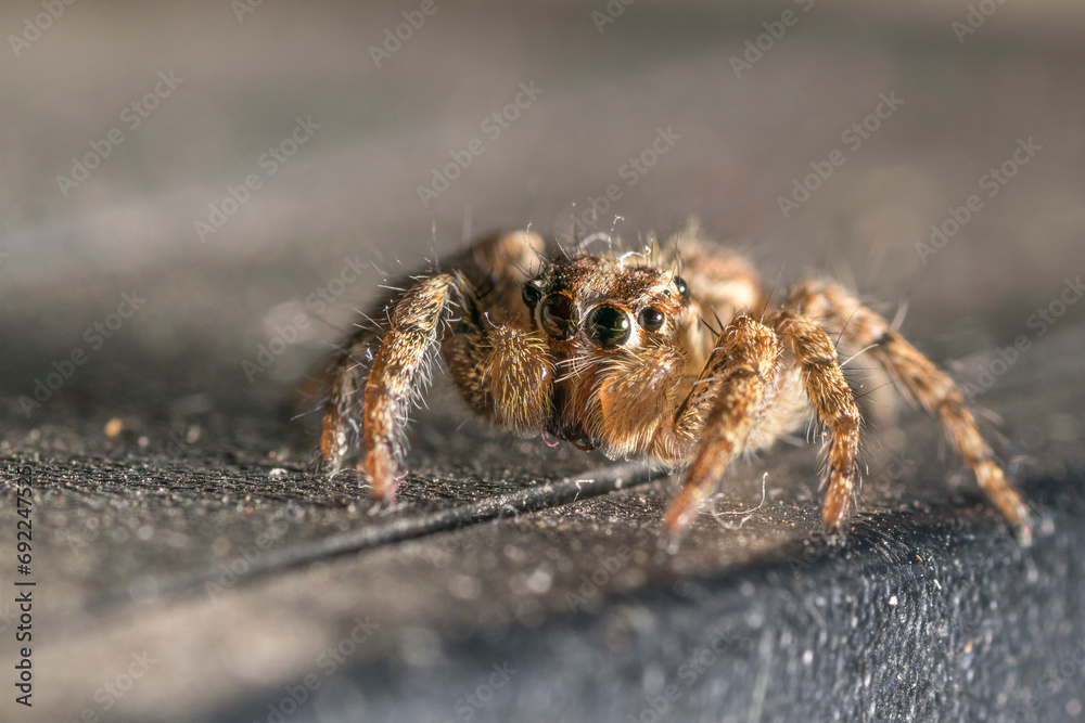 Jumping Spider Jumping Spider