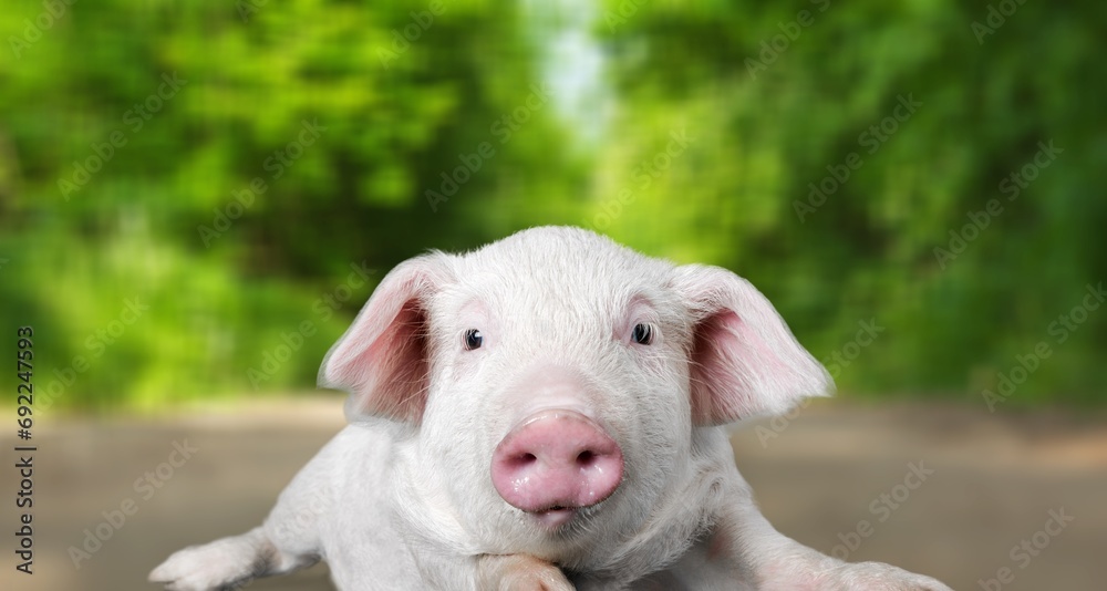 A little cute pink pig in green park