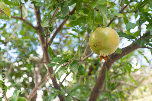Ripening pomegranate grow on a branch, close-up. Unripe pomegranate growing on tree for publication, poster, calendar, post, screensaver, wallpaper, cover. High quality photo