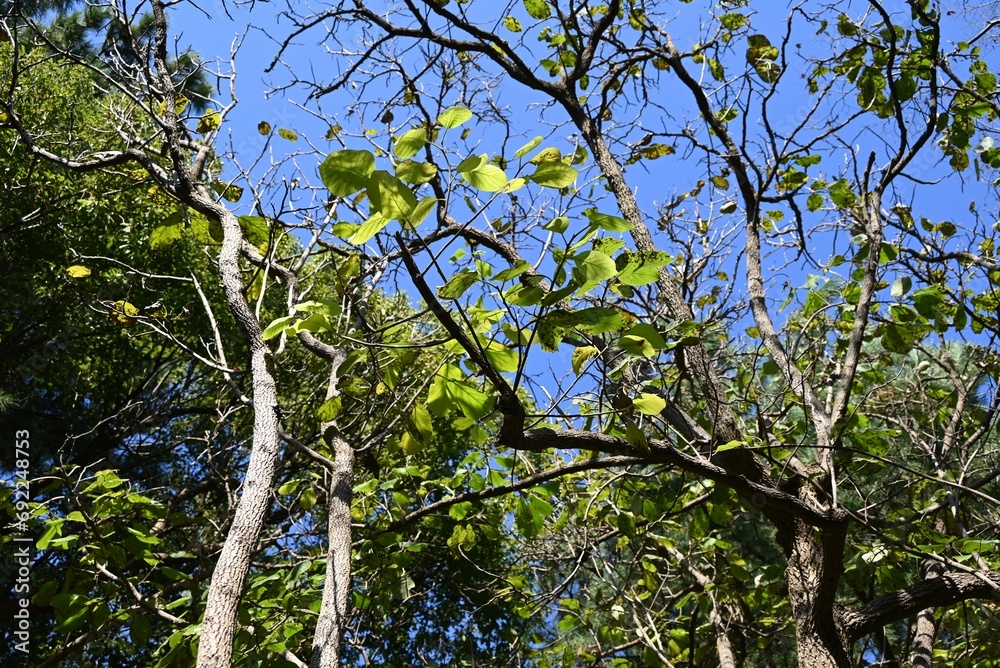 Fototapeta premium Ehretia dicksonii ( Euonymus sieboldianus ) tree. Boraginaceae deciduous shrub. The flowering period is from March to July and the fruiting period is from July to November.