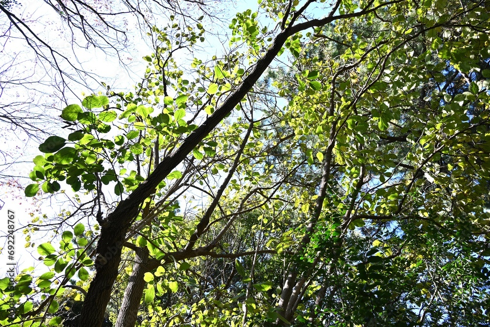 Fototapeta premium Ehretia dicksonii ( Euonymus sieboldianus ) tree. Boraginaceae deciduous shrub. The flowering period is from March to July and the fruiting period is from July to November.