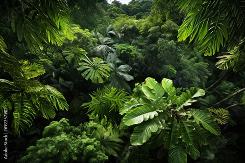 Photo of a lush tropical rainforest canopy from above. Generative AI photo