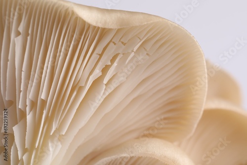 Fresh oyster mushrooms on white background, macro view