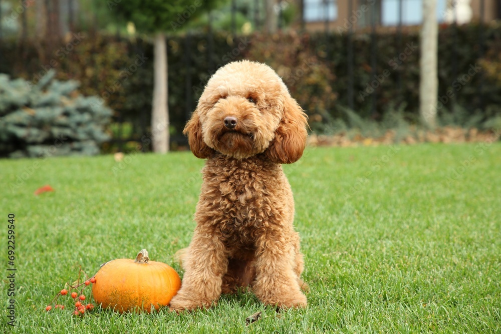 Cute fluffy dog, pumpkin and red berries on green grass in park Cute fluffy dog, pumpkin and red berries on green grass in park