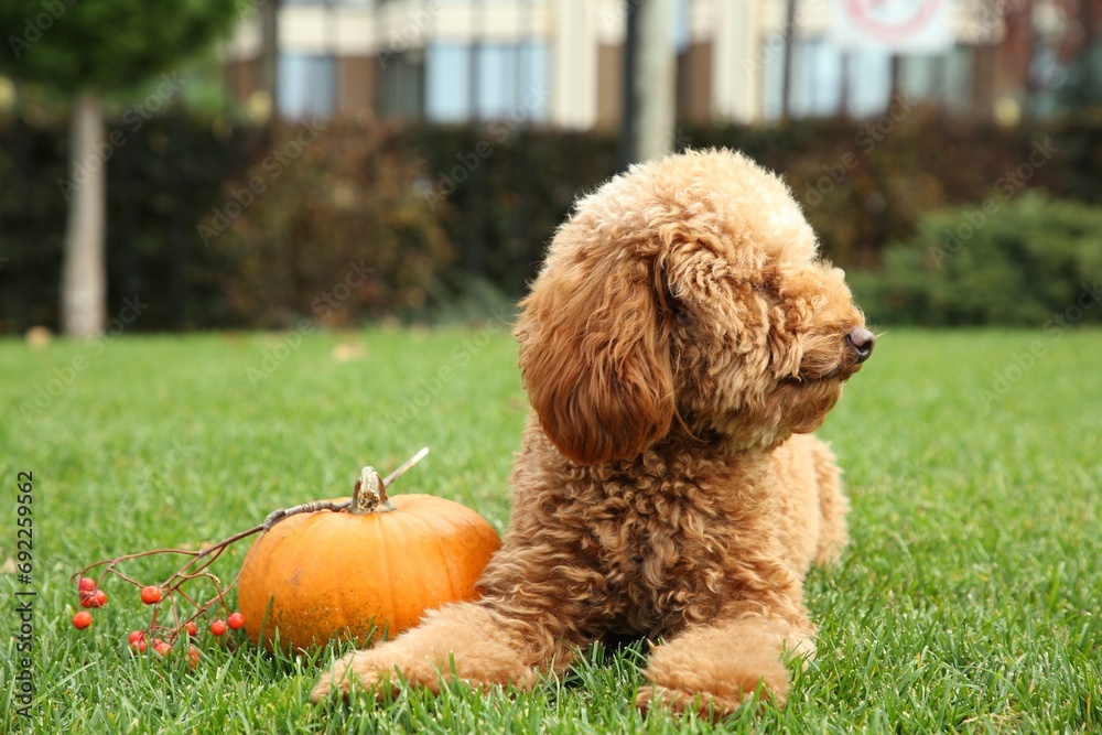 Cute fluffy dog, pumpkin and red berries on green grass in park Cute fluffy dog, pumpkin and red berries on green grass in park