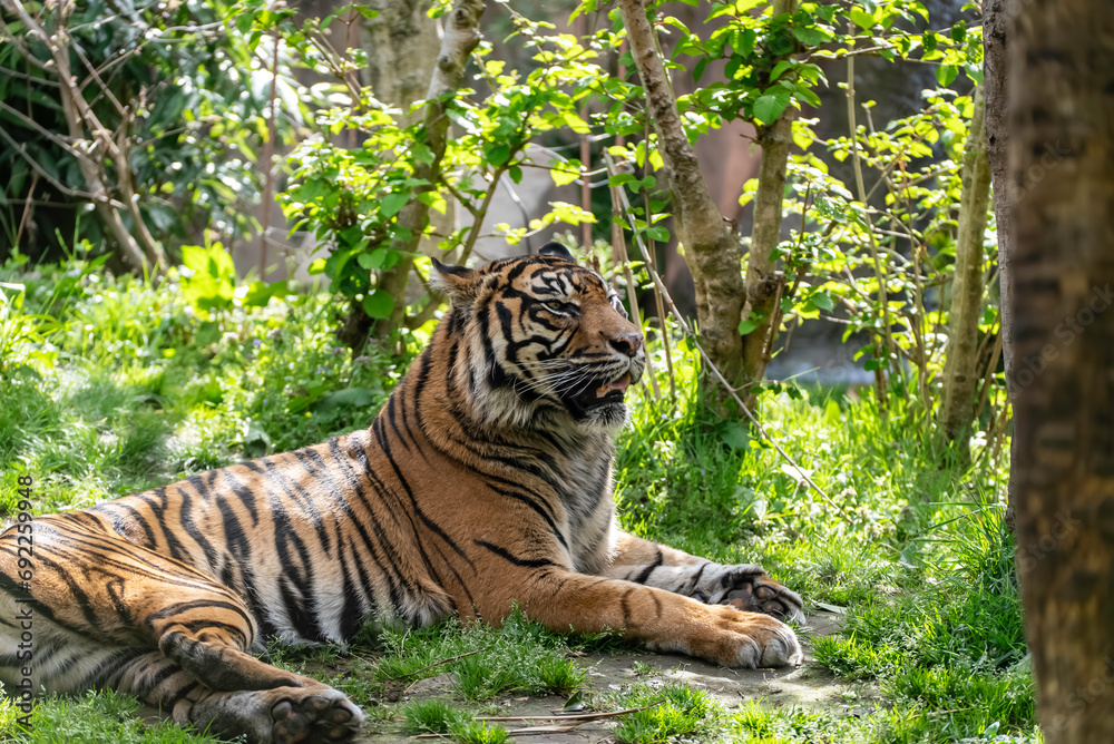 Obraz premium 休息するスマトラトラ
