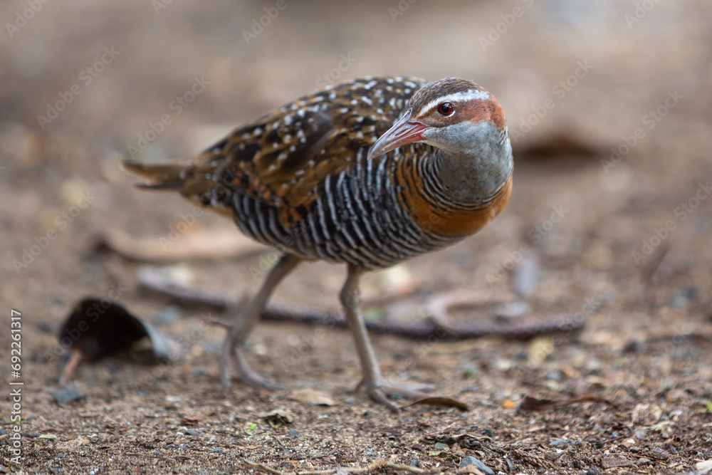 Fototapeta premium A buff-banded rail (Hypotaenidia philippensis) on Lord Howe Island.