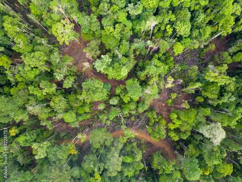 The Amazon's wound. Aerial view showing an area of brazilian Amazon rainforest with signs of logging. There are a road cuting through the forest and several clearings where trees have been cut down