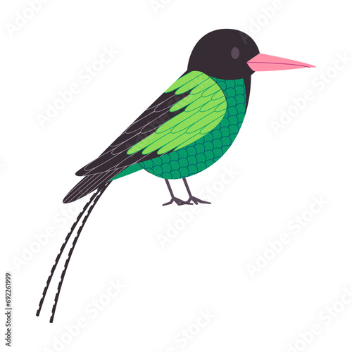 green and black color small bird red billed streamertail species with long tail pretty cute nature animal wildlife creature