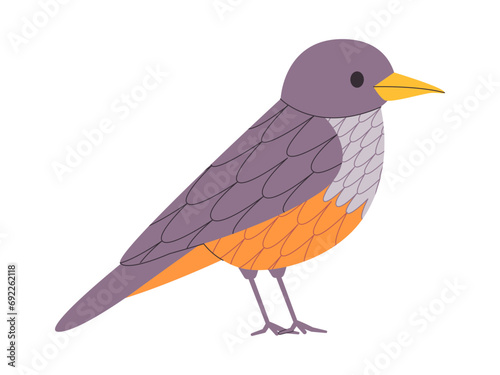 gray and orange color small bird rufous bellied thrush species pretty cute nature animal wildlife creature