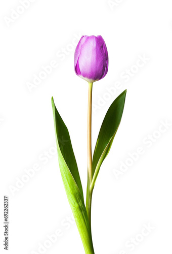 Purple Tulip Flower with Background Removed