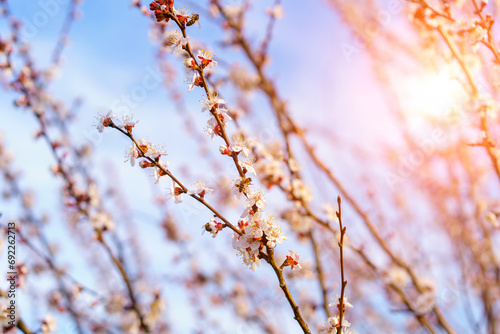 Twigs of flowering fruit trees with selective focus, toned. Spring background with copy space