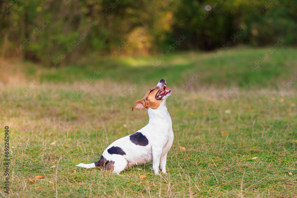 A cute Jack Russell Terrier dog is training in nature. Pet portrait with selective focus A cute Jack Russell Terrier dog is training in nature. Pet portrait with selective focus