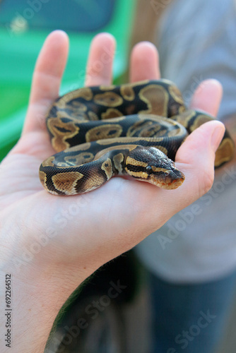 Baby Ball Python in hand