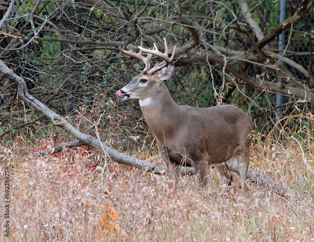 10 point white tail buck licking his chops