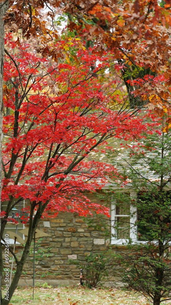 The colorful and beautiful leaves on the trees in autumn The colorful and beautiful leaves on the trees in autumn