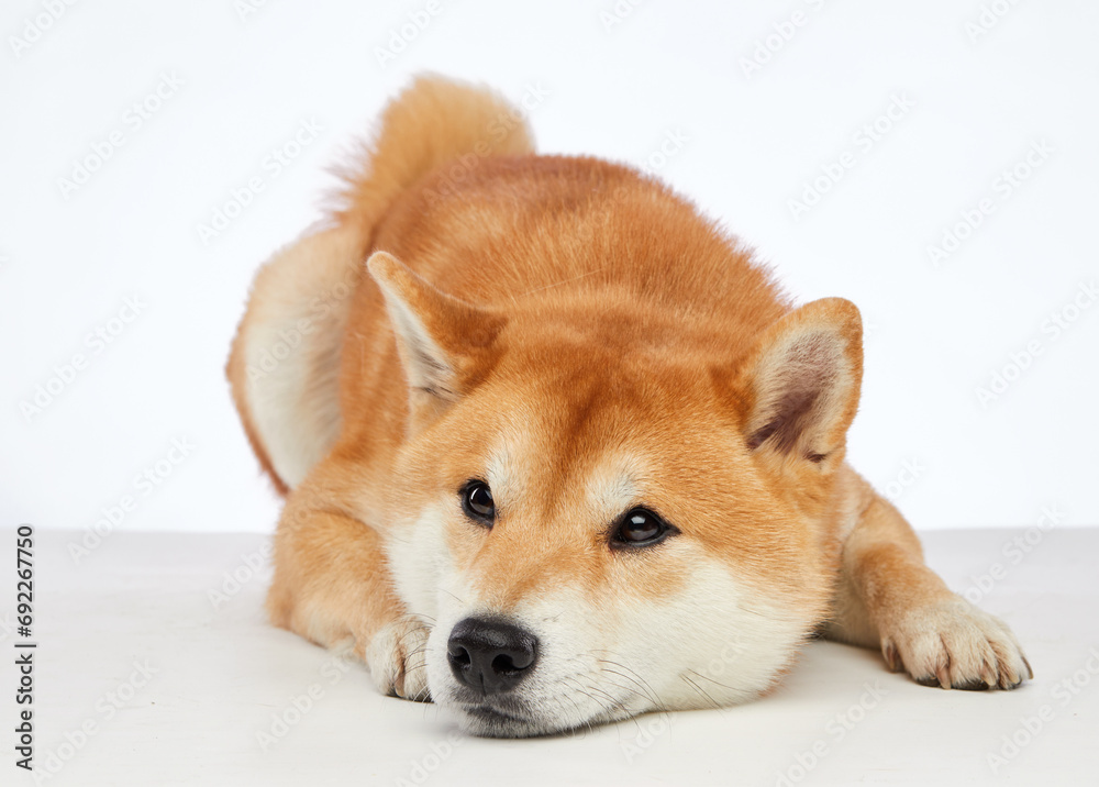 Shiba Inu dog is resting, eyes full of serenity. The studio's white highlights its lush, golden fur Shiba Inu dog is resting, eyes full of serenity. The studio's white highlights its lush, golden fur