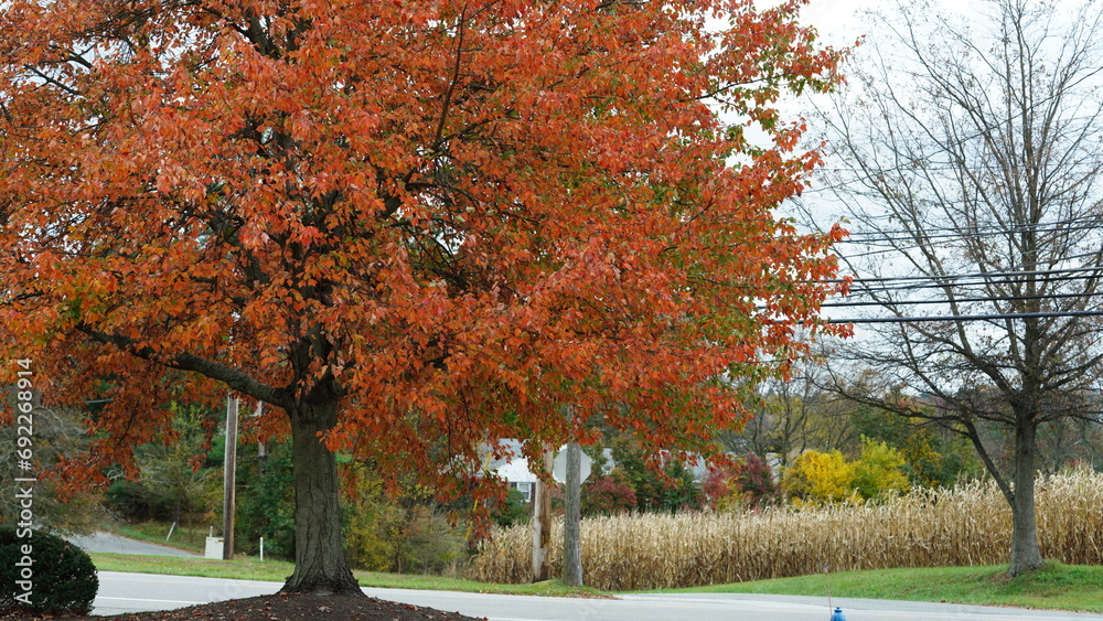 The colorful and beautiful leaves on the trees in autumn The colorful and beautiful leaves on the trees in autumn