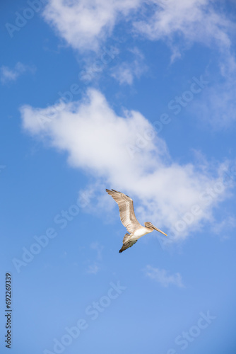 pelican mid flight