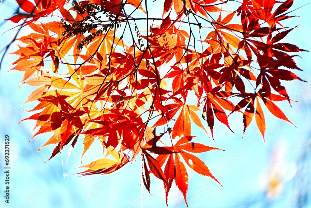 Autumn leaves of Japanese maple. Autumn tradition fall-leaf viewing in Japan is called ‘Momiji-gari’. Autumn leaves of Japanese maple. Autumn tradition fall-leaf viewing in Japan is called ‘Momiji-gari’.