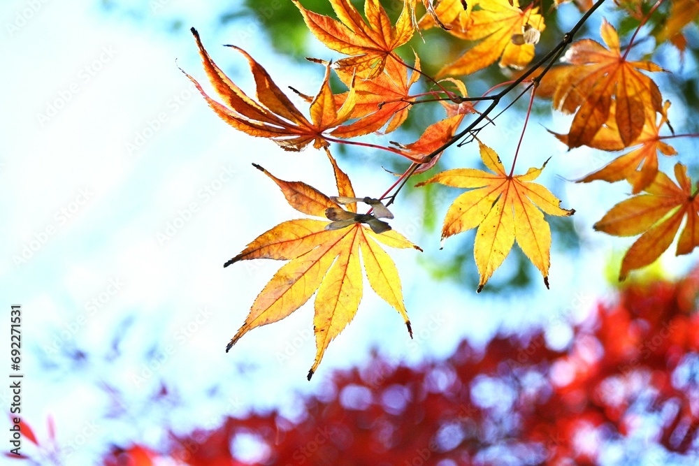 Autumn leaves of Japanese maple. Autumn tradition fall-leaf viewing in Japan is called ‘Momiji-gari’.