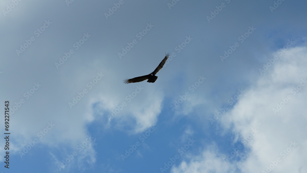 One eagle flying in the cloudy blue sky One eagle flying in the cloudy blue sky