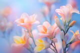 Colorful freesia flowers on soft background, Spring blossom