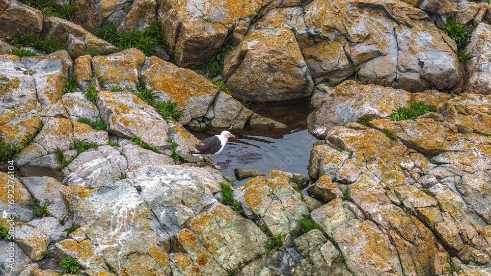 A seagull rests along the Altantic Ocean shore of Cape Breton in Nova Scotia, Canada