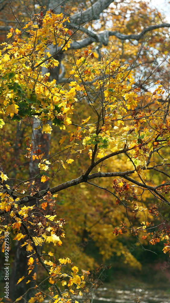 The colorful and beautiful leaves on the trees in autumn The colorful and beautiful leaves on the trees in autumn