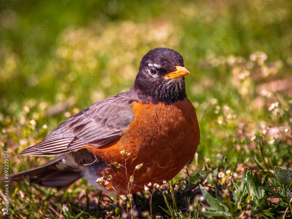 An American robin perching on the grass and looking for some worms An American robin perching on the grass and looking for some worms