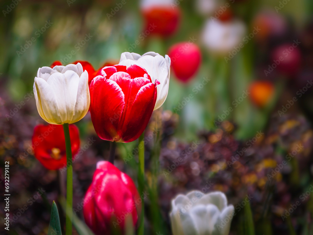 Fototapeta premium white and red tulips in the spring garden