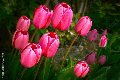  pink tulips blooming in the spring garden