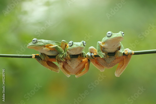 frog, cute frog, three cute frogs