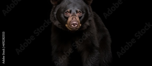 Black-furred bear species native to Taiwan.