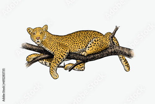vector illustration of a leopard relaxing on a tree branch, with color