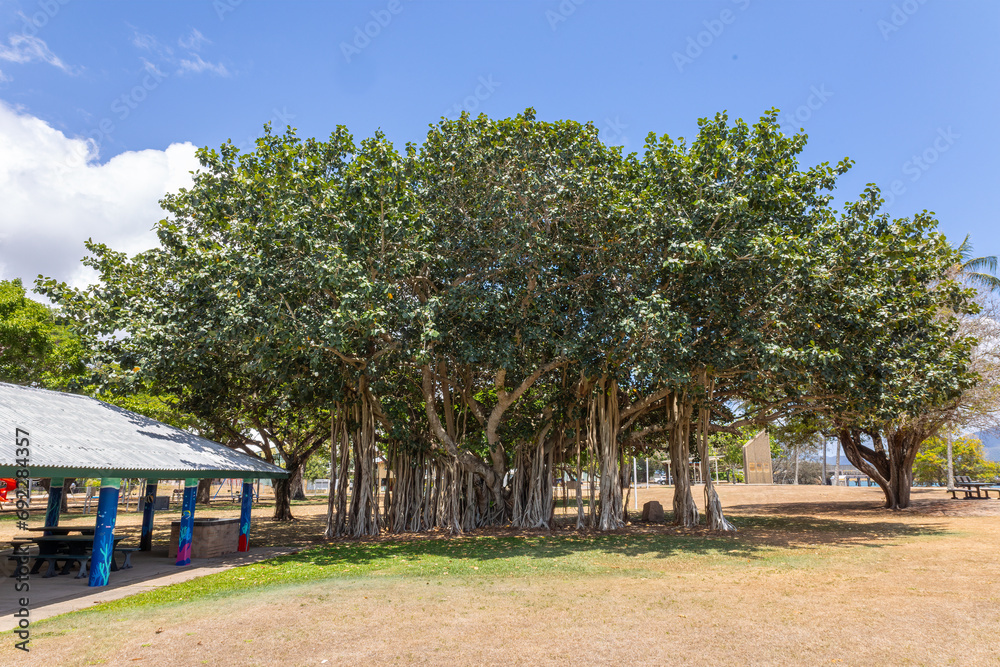 A Banyan tree, a fig tree that develops prop roots so that it can spread indefinitely, in a park in Lucinda in tropical Queensland, Australia.