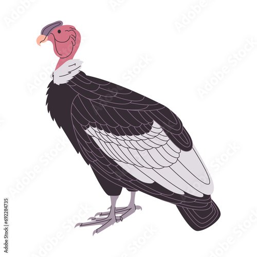 andean condor scavenger vulture wild nature animal large bird species with wingspan