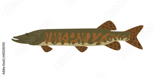 muskellunge long fish wild nature freshwater aquaculture predator animal with spotted skin