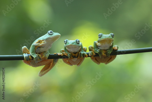 frog, flying frog, three cute flying frogs