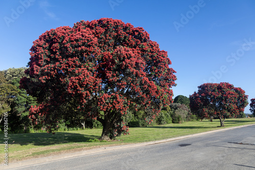 Pohutukawa Tree in Flower. Also known as the New Zealand Christmas Tree. Auckland, New Zealand photo