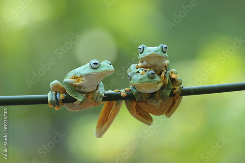 frog, flying frog, three cute flying frogs