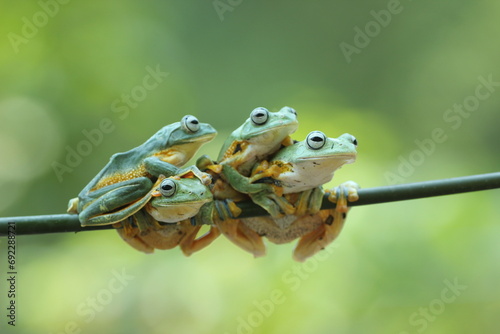 frogs, flying frogs, five cute flying frogs
