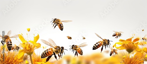 Bee population dwindling due to colony collapse disorder and diseases. © AkuAku