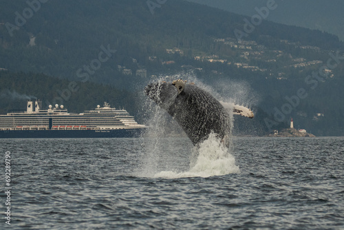 Humpback whale breaches with large cruise ship in the background just off Downtown Vancouver