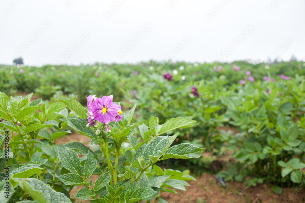 Flor de la papa peruana Flor de la papa peruana