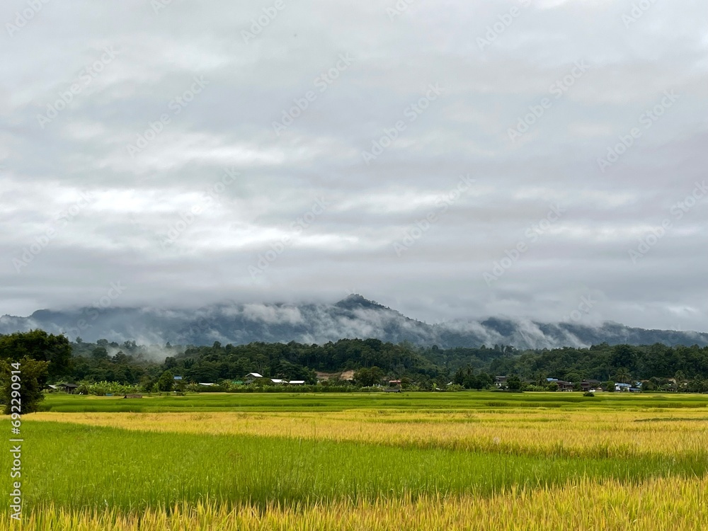 golden yellow rice fields Among the mountains in a provincial atmosphere golden yellow rice fields Among the mountains in a provincial atmosphere