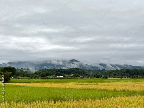 Foto golden yellow rice fields Among the mountains in a provincial atmosphere