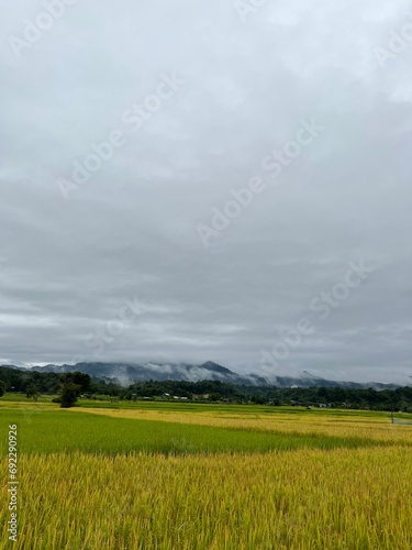 golden yellow rice fields Among the mountains in a provincial atmosphere