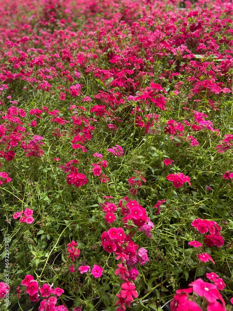 Fototapeta premium Beautiful pink flowers in nature