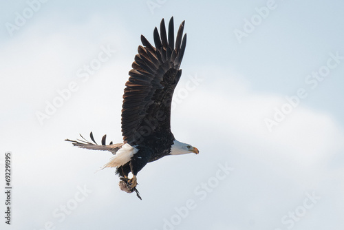 Bald eagle mid flight carrying its lunch in talons